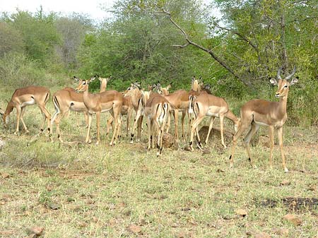 Foto Zahmes Wild