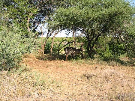 Foto Zahmes Wild