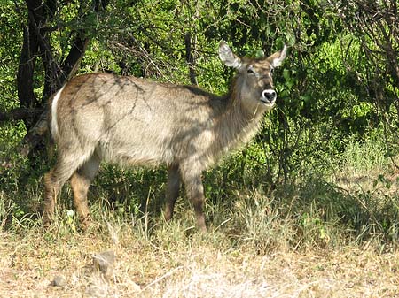 Foto Zahmes Wild