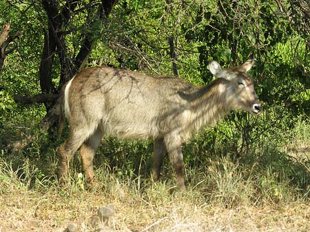 Fotos Zahmes Wild