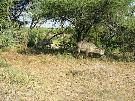 Fotos Zahmes Wild