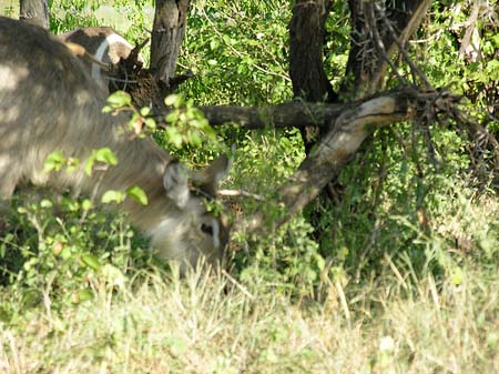 Fotos Zahmes Wild | 