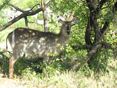 Foto Zahmes Wild - 