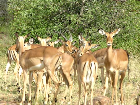 Foto Zahmes Wild - 