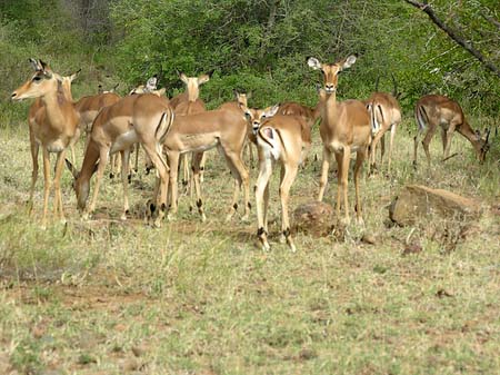 Foto Zahmes Wild
