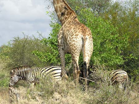 Zebras und Giraffe Fotos