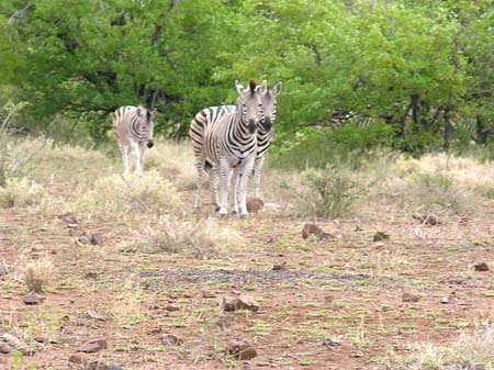 Fotos Zebras | Phalaborwa
