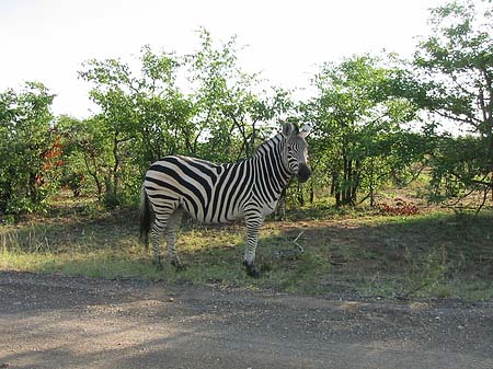 Zebras Foto 