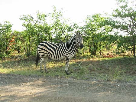 Fotos Zebras | 