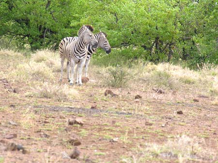 Foto Zebras - Phalaborwa