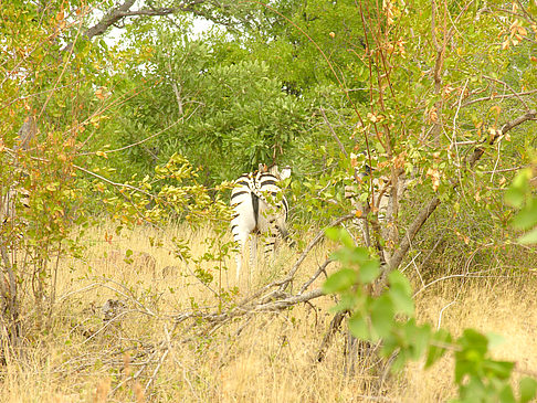 Fotos Zebras | Phalaborwa