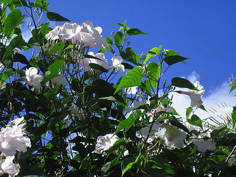 Blumen