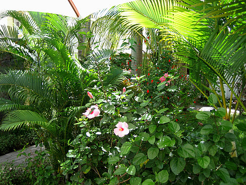 Foto Blumen - 