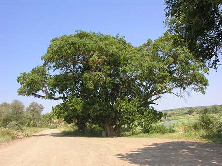 Foto Bäume und Sträucher - 