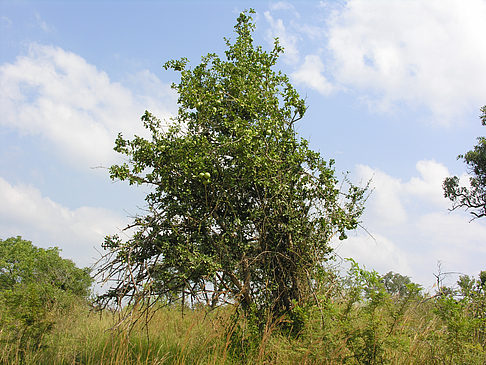 Fotos Bäume und Sträucher