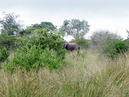 Fotos Elefant | 