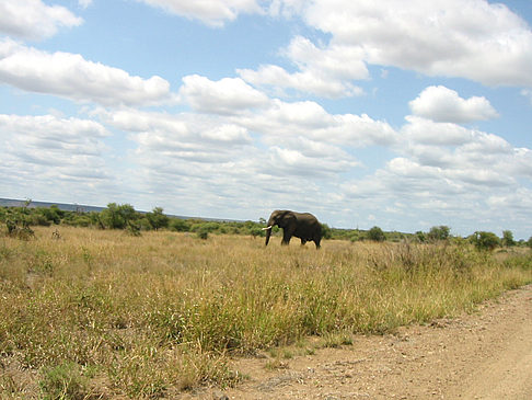 Elefant Fotos