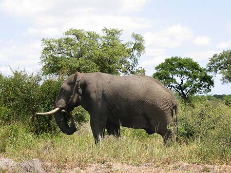 Elefant Fotos