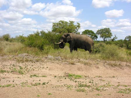 Foto Elefant