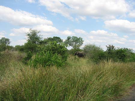 Elefant Foto 