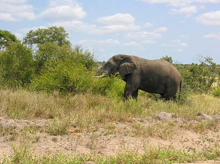 Fotos Elefant | 