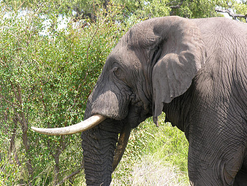 Fotos Elefant | 