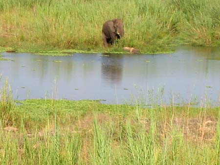 Fotos Elefant