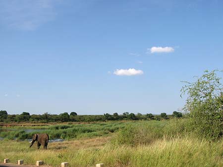 Foto Elefant - 