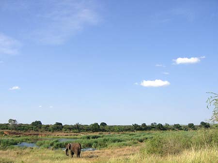 Foto Elefant