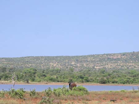 Fotos Elefant