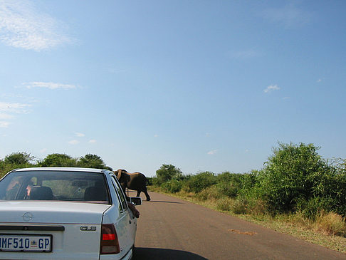 Elefant Fotos