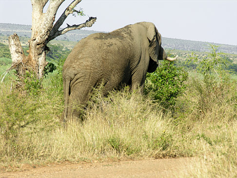 Foto Elefant - 