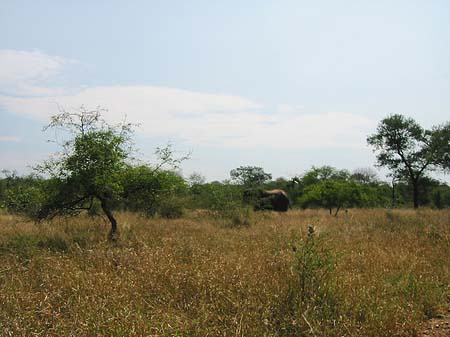 Foto Elefant - 
