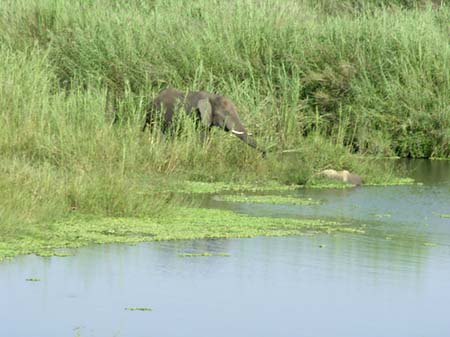 Elefant Fotos