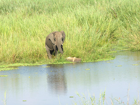 Elefant Fotos