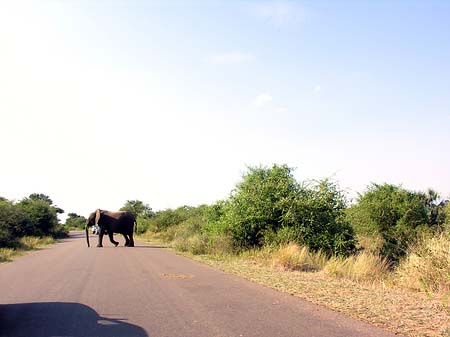Elefant Fotos