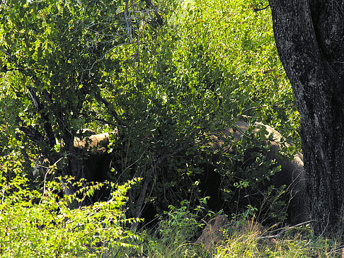 Elefant Fotos