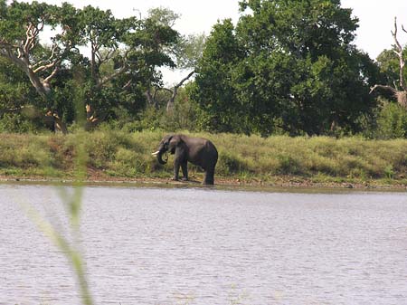 Fotos Elefant | 