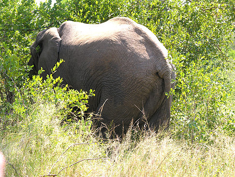 Fotos Elefant | 