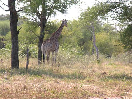 Fotos Giraffe
