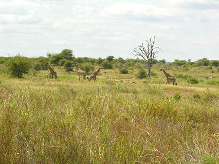 Fotos Giraffe | 