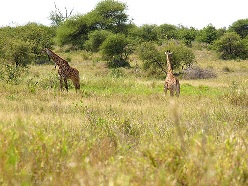 Giraffe Fotos