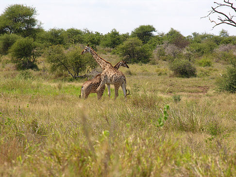 Fotos Giraffe