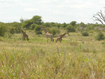 Fotos Giraffe