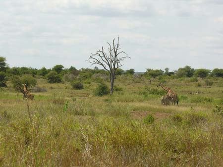 Giraffe Foto 