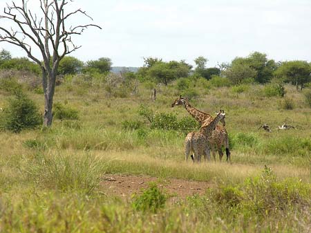 Foto Giraffe - 