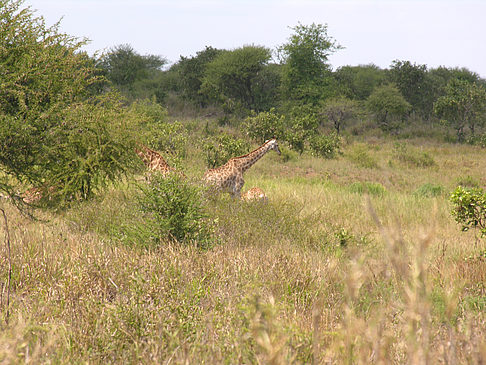 Fotos Giraffe