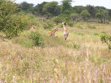 Giraffe