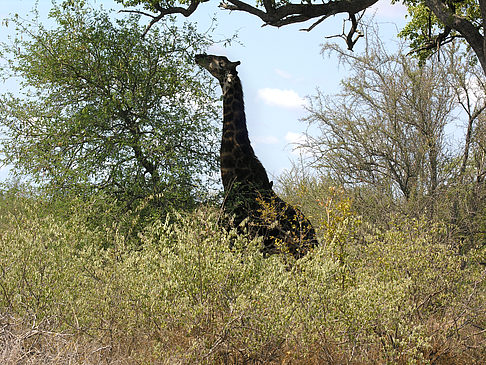 Foto Giraffe - 