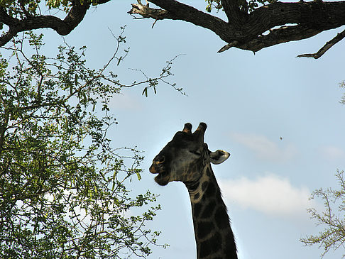 Giraffe Fotos